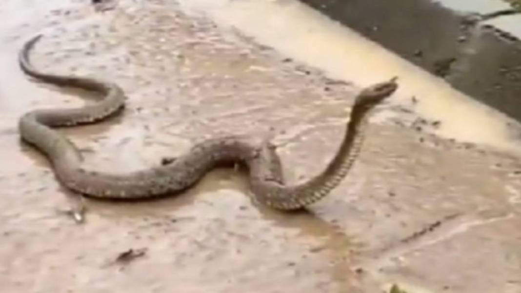 Bir bu eksikti! Depremin ve sel felaketinin vurduğu kentte yılan dehşeti: Yılanlar her yere saçıldı 4